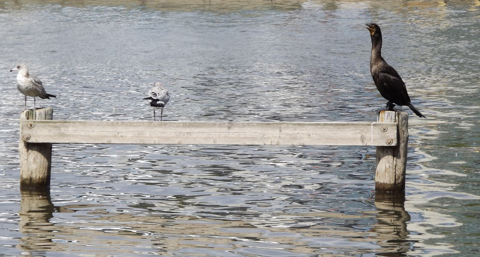 Fujifilm FinePix S3400 sample photo. Birds, the seagulls, cormorant photography