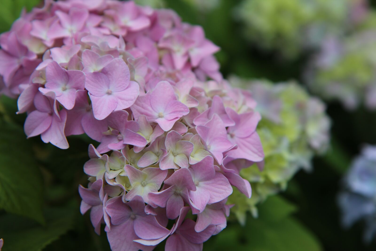 Canon EOS 600D (Rebel EOS T3i / EOS Kiss X5) sample photo. Hydrangea, pink hydrangea, flowering photography