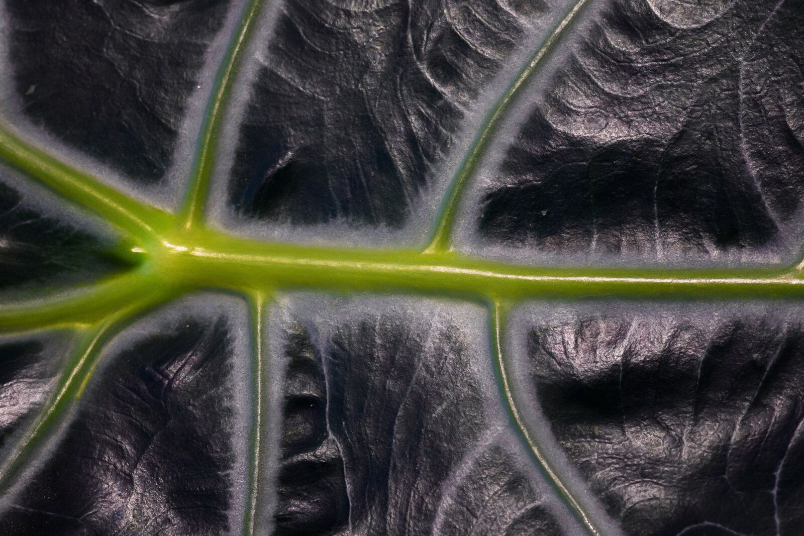 Nikon D7200 sample photo. Alokasie, houseplant, leaf photography