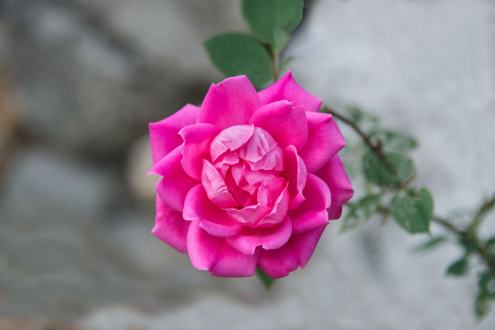 Nikon D800 sample photo. Rose, flowers, pink photography