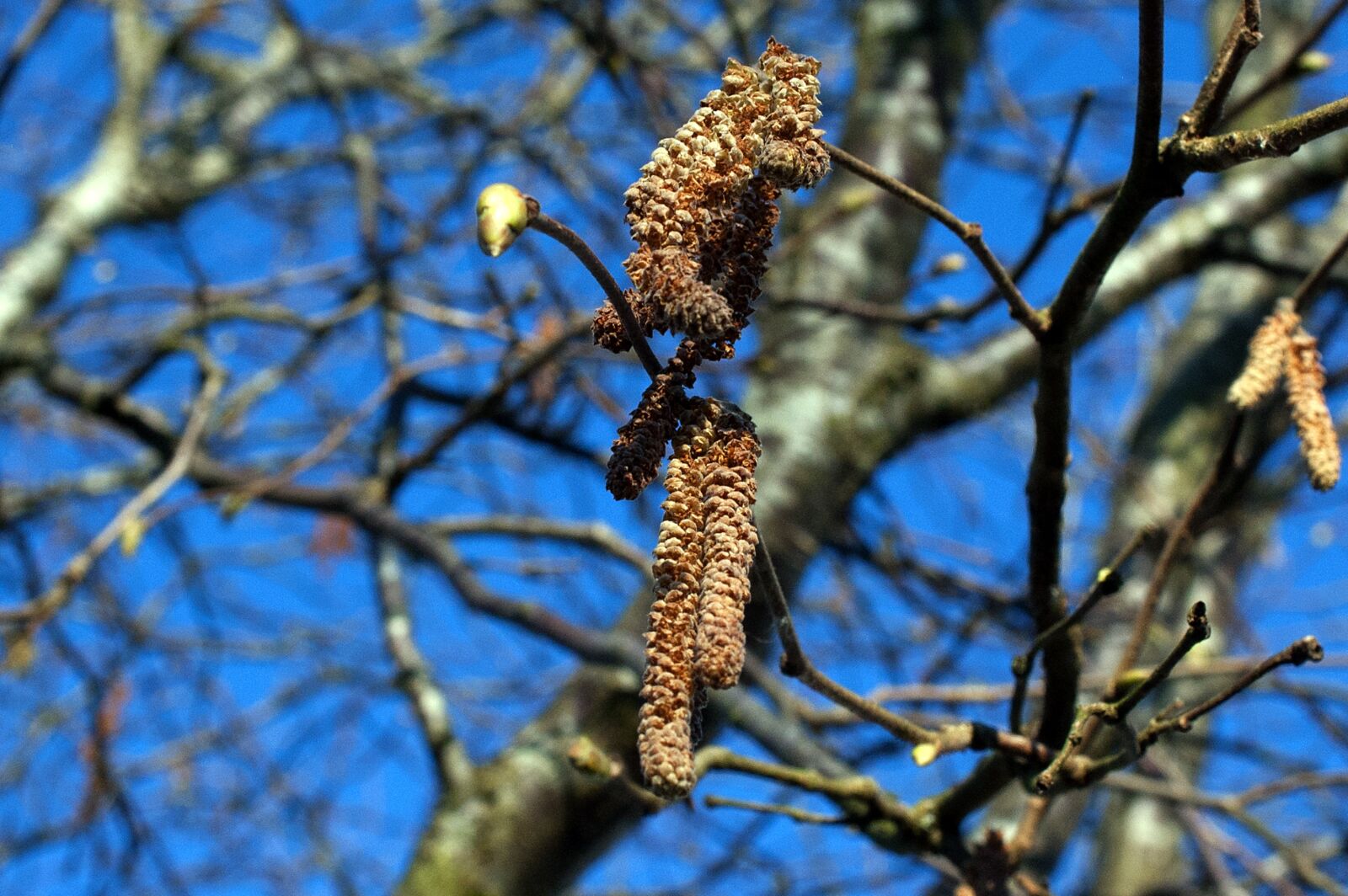 Nikon D50 sample photo. Autumn, birch, wood photography