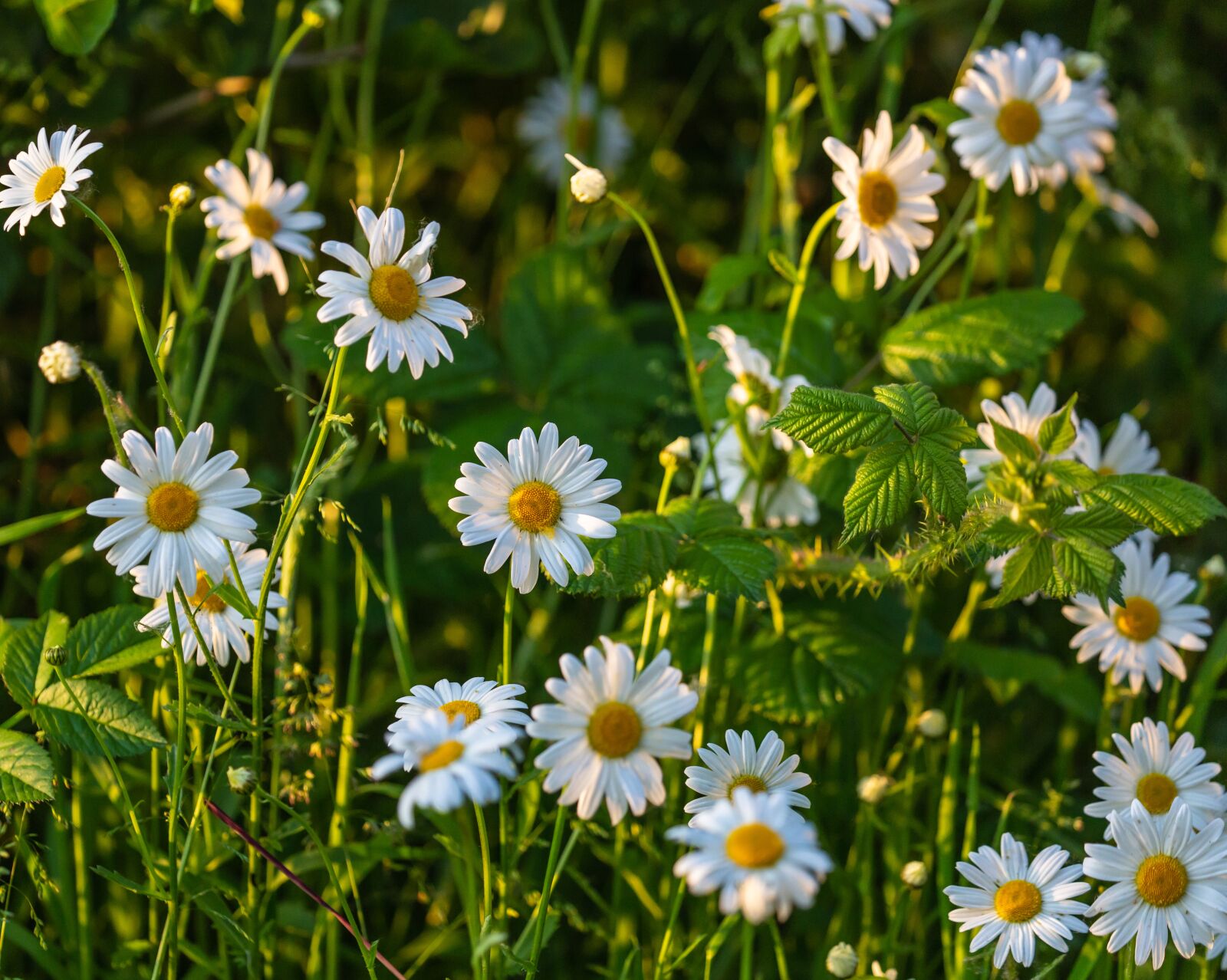 Canon EOS 5D Mark III sample photo. Daisy, wild flower, large photography