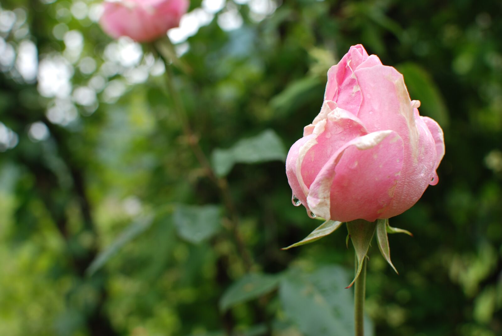 Nikon D80 sample photo. Rosa, flower, nature photography