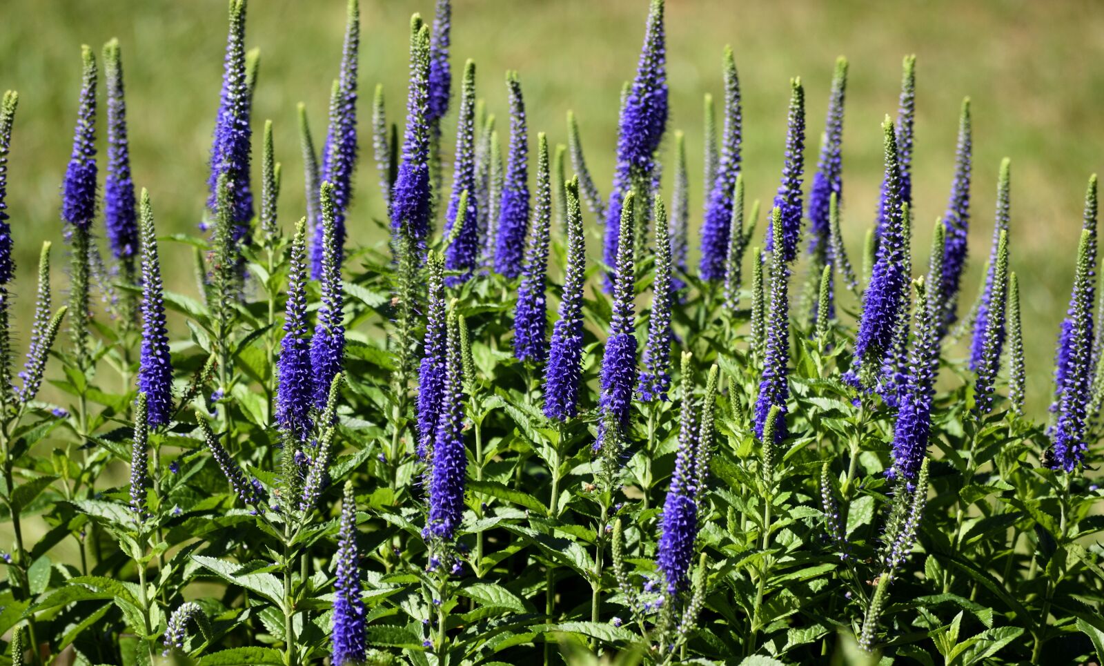 Nikon D3300 sample photo. Blazing star, flower, floral photography