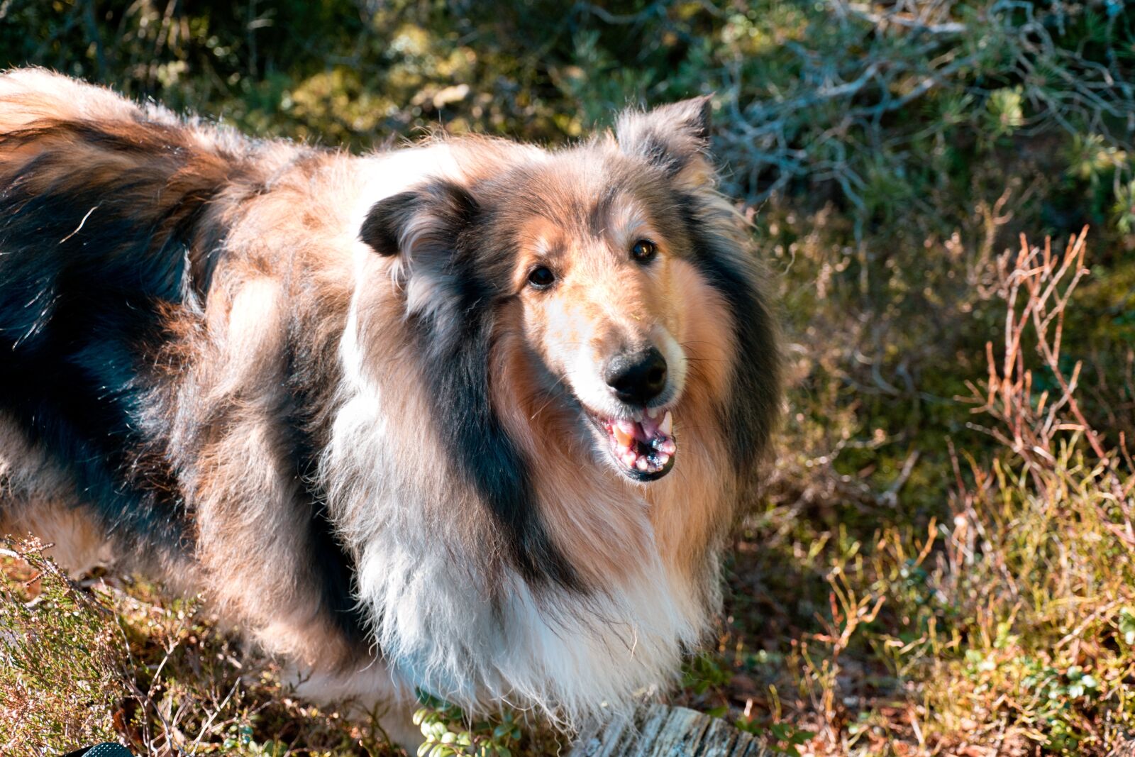 Nikon D3300 sample photo. Dog, smiling, winter photography