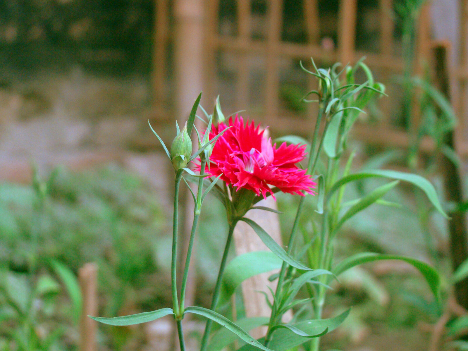 Sony Cyber-shot DSC-H50 sample photo. Beautiful, flowers, nature, red photography