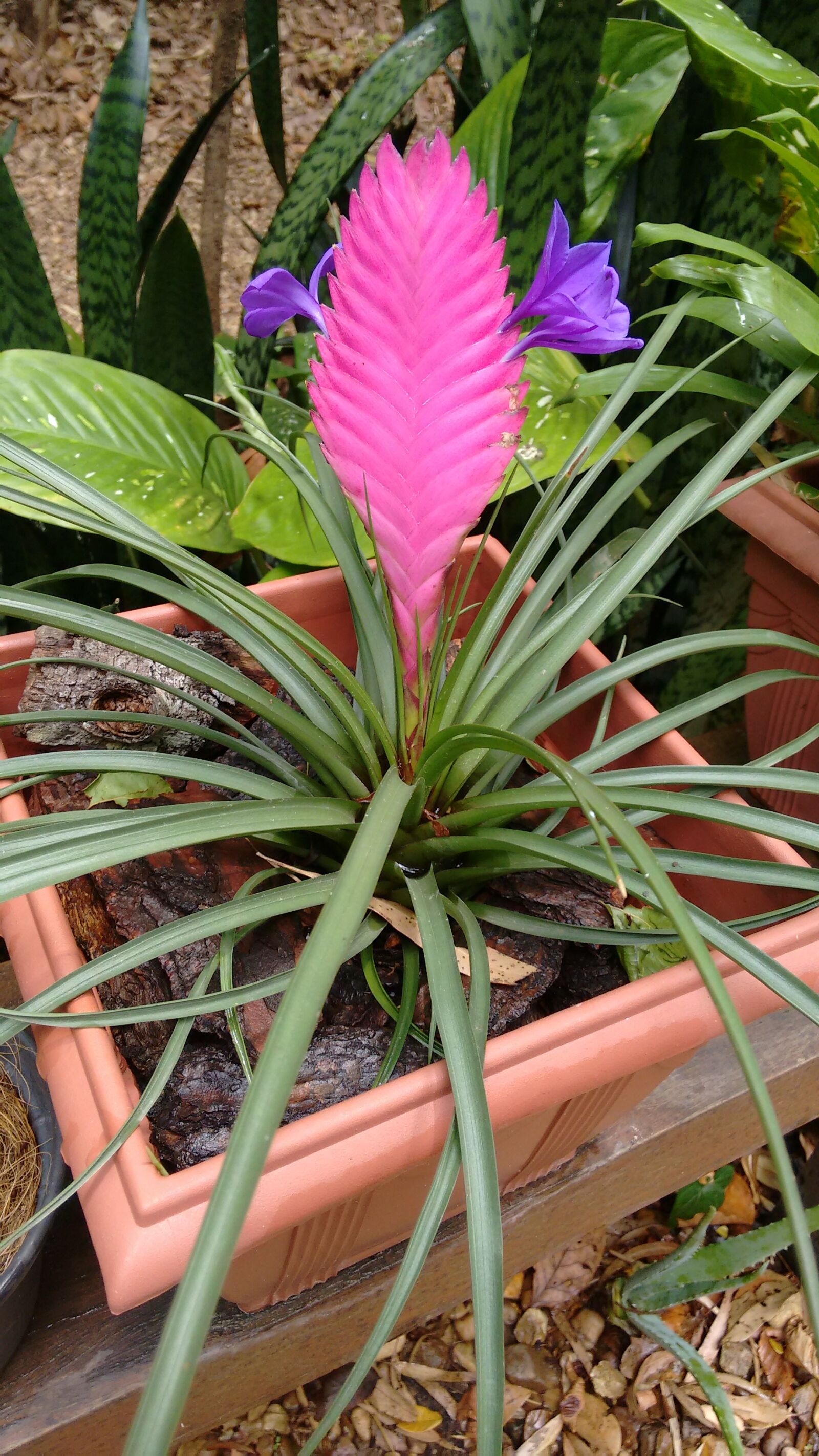 Motorola Moto G (2nd Gen) sample photo. Exotic, bromeliad, exotic plant photography