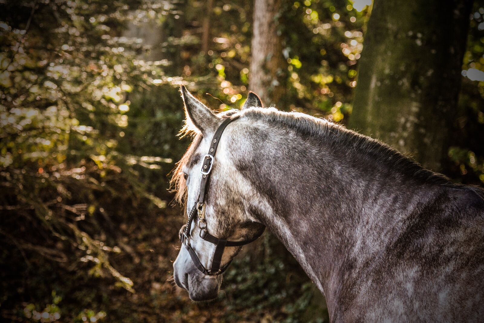 Nikon D7100 sample photo. Nature, mammal, animal photography