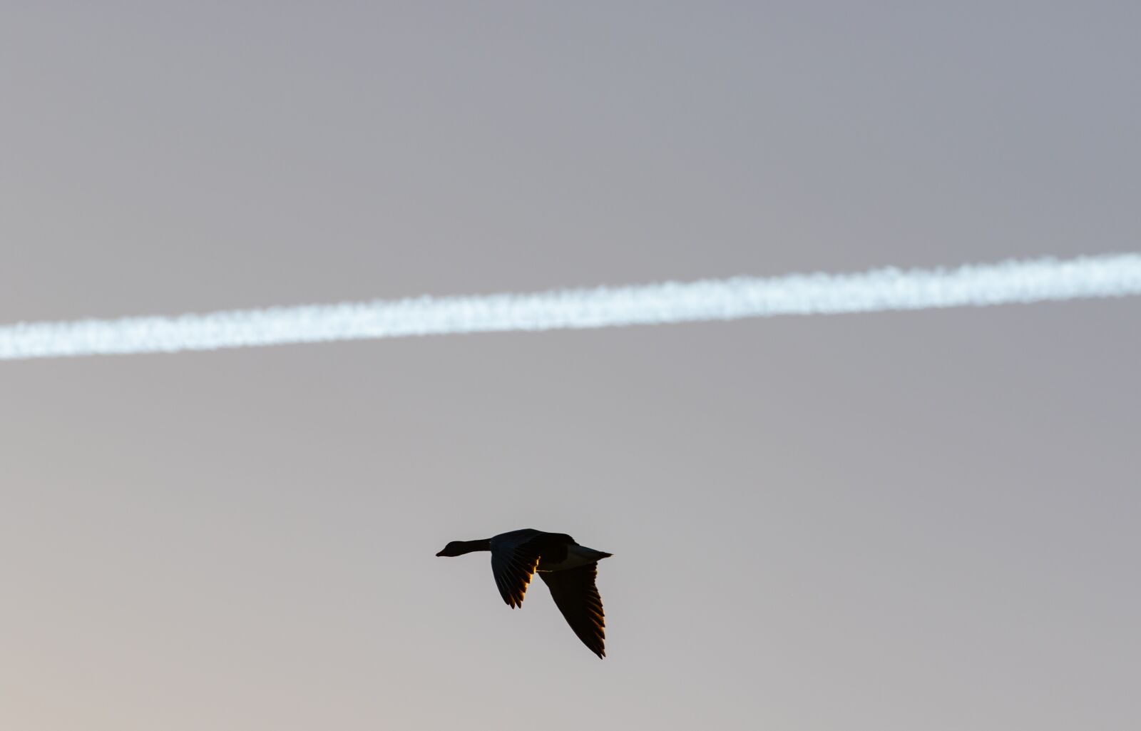 Canon EOS 7D Mark II sample photo. Flying goose, goose in photography