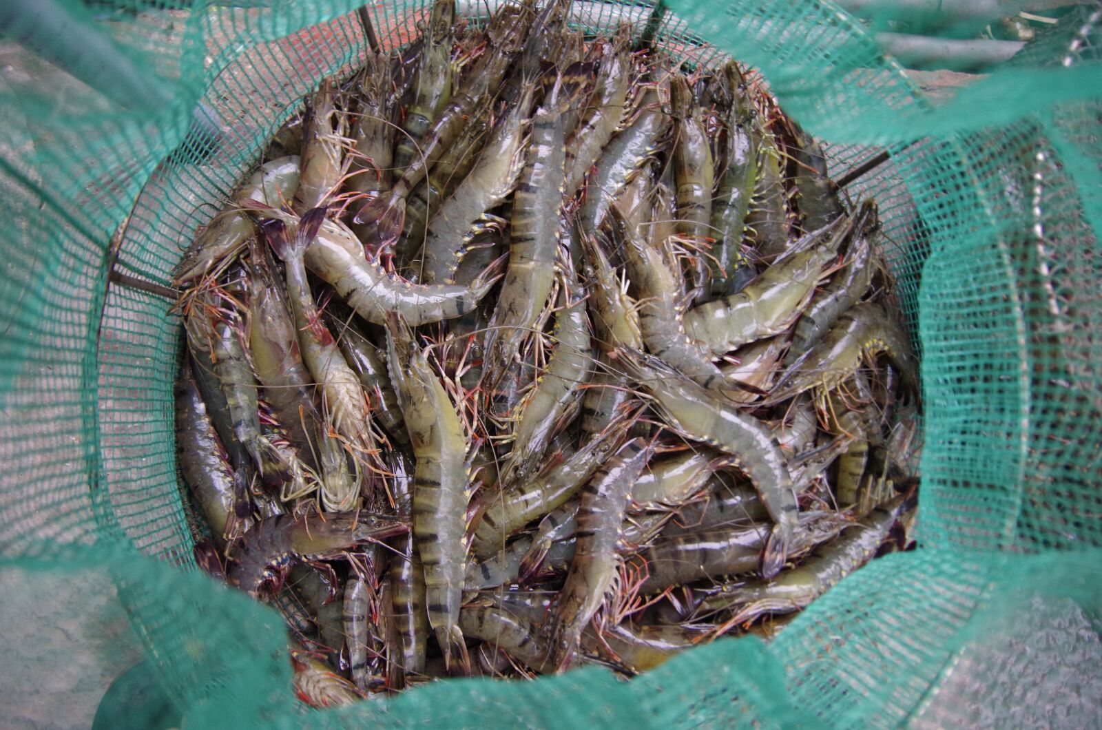 Pentax K-50 sample photo. Shrimp, peaceful, catch photography