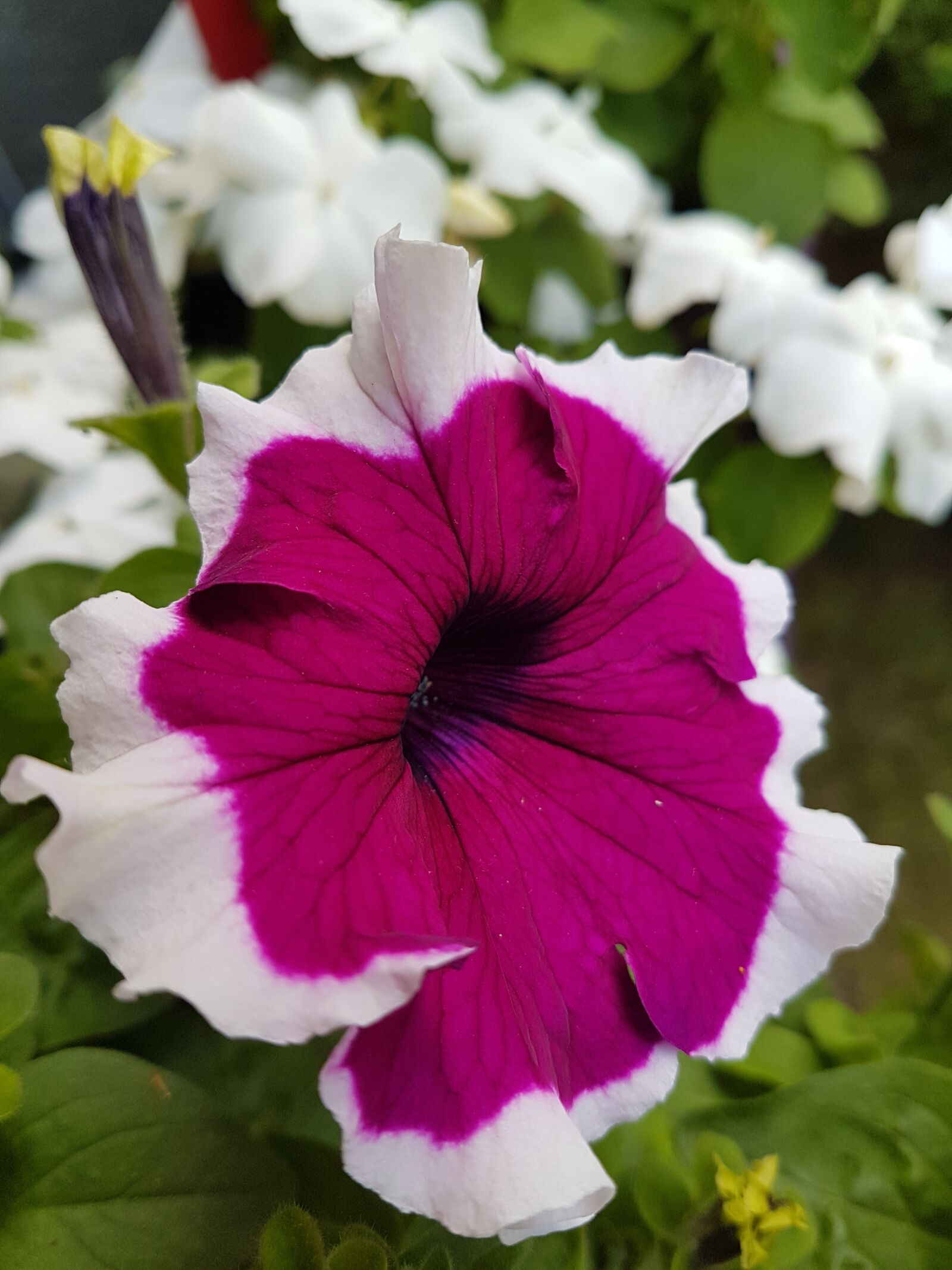 Samsung Galaxy S7 sample photo. Flower, petunia, summer flowers photography