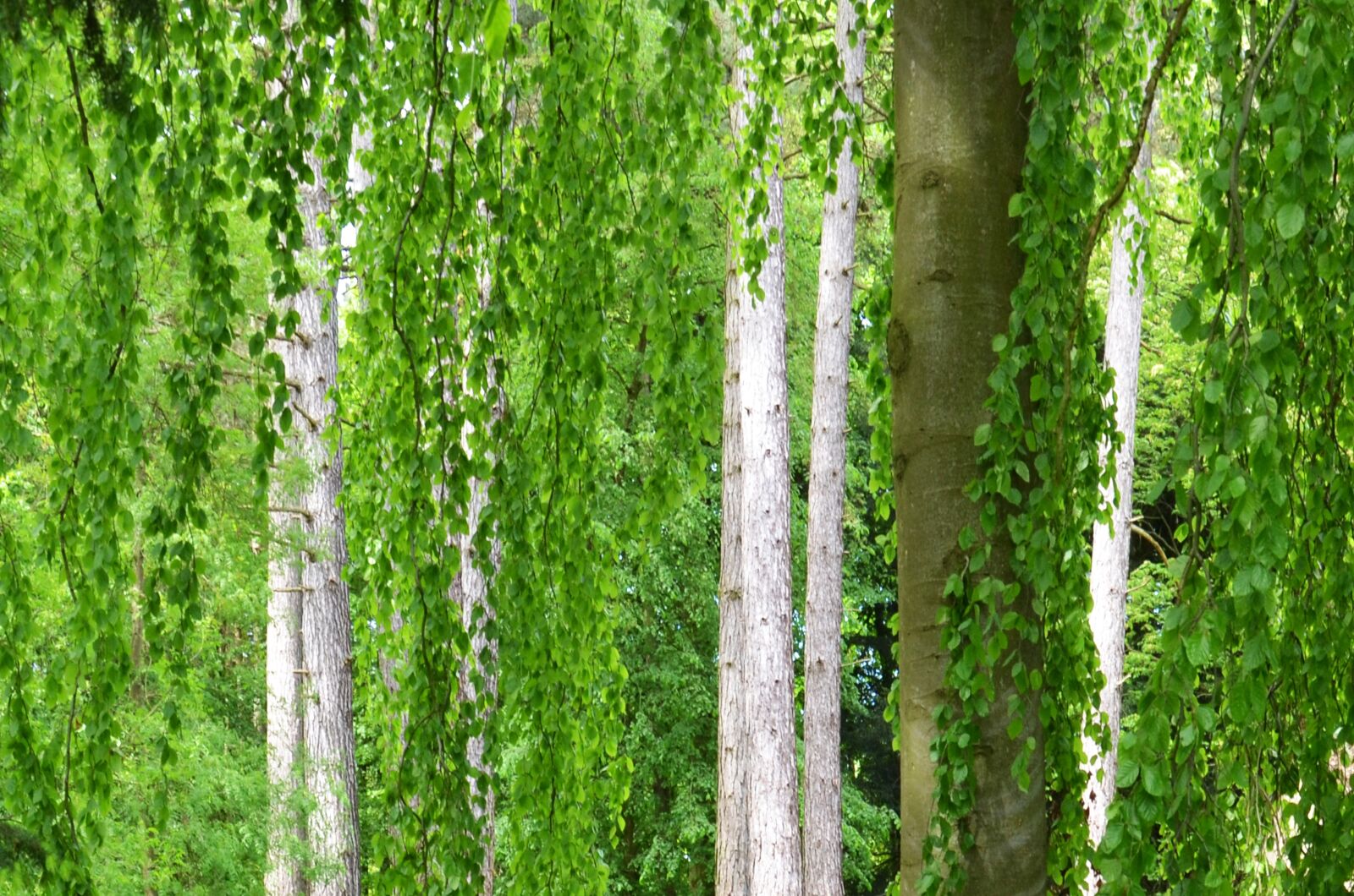 Nikon D5100 sample photo. Trees, leaves, nature photography