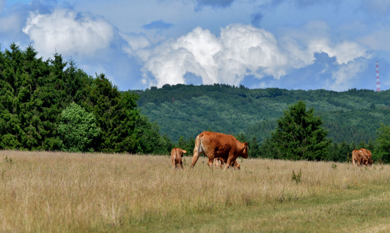 Nikon D600 sample photo. Cows, calves, landscape photography