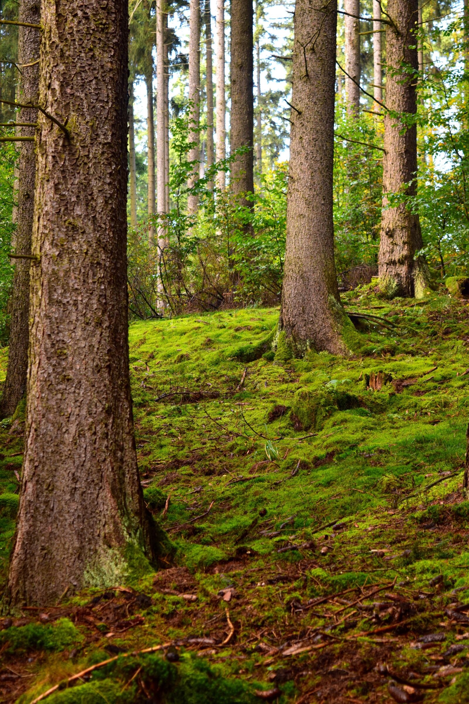 Nikon D5300 sample photo. Mystical, wood, nature photography