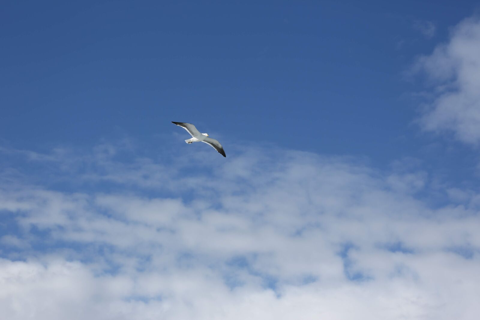 Canon EF 100-400mm F4.5-5.6L IS USM sample photo. Freedom, seagull, bird photography