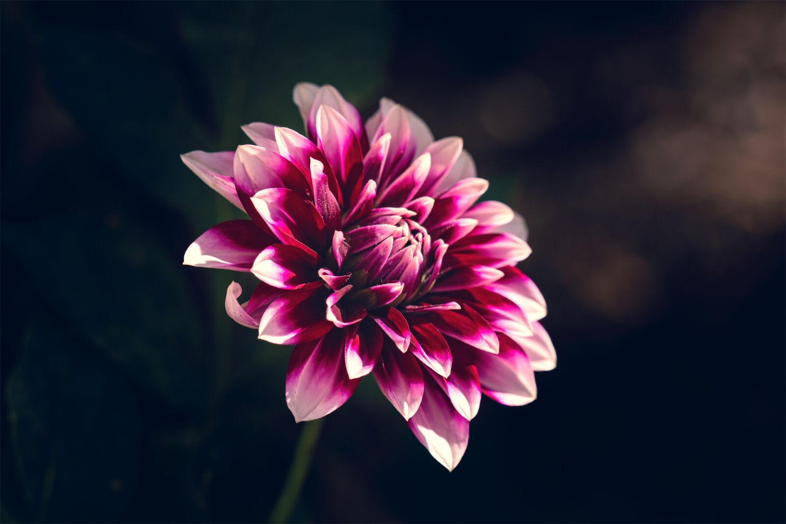 Nikon D7100 sample photo. Flower, raghavendra, plant photography
