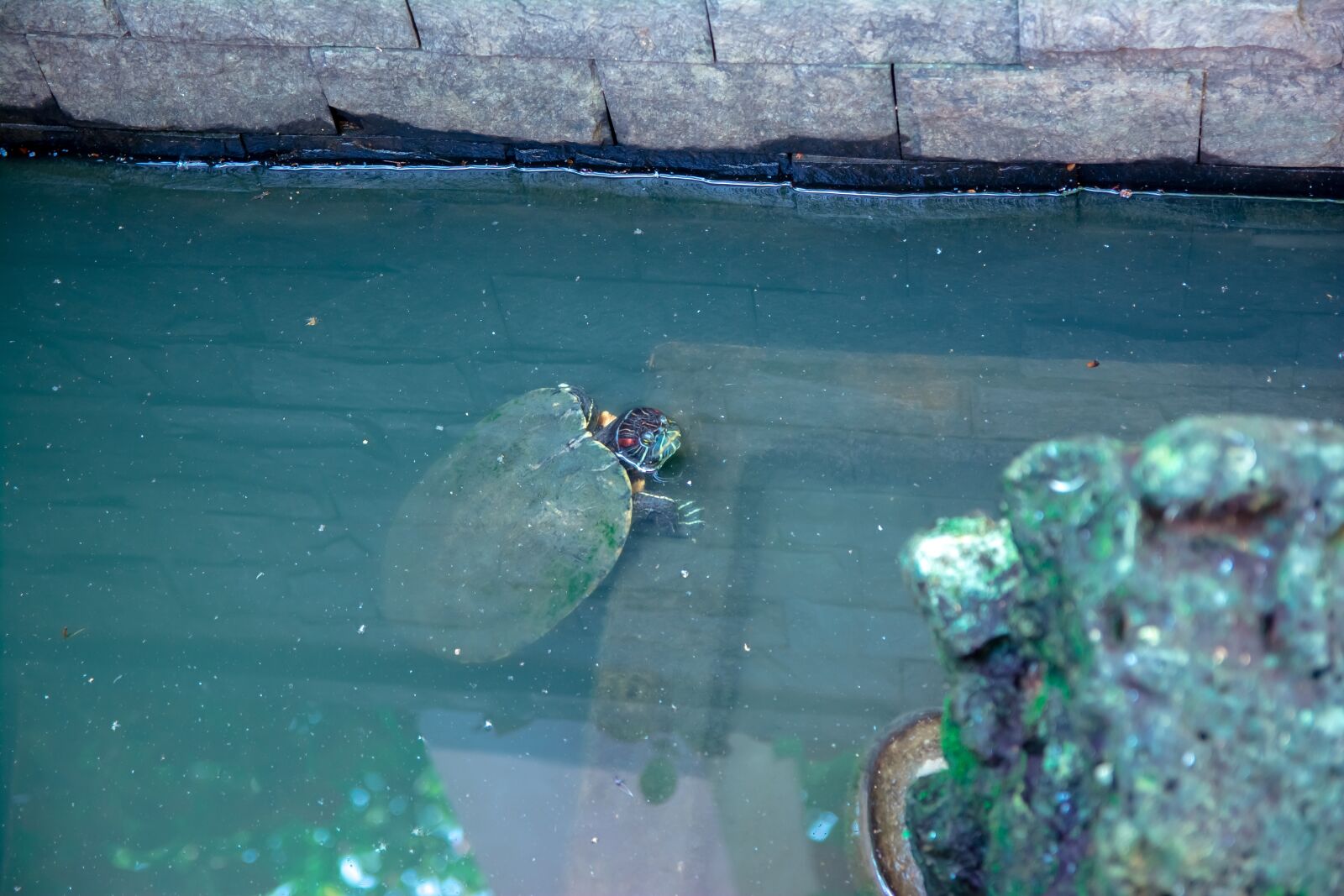 Nikon D5200 sample photo. Turtle, art, forest photography