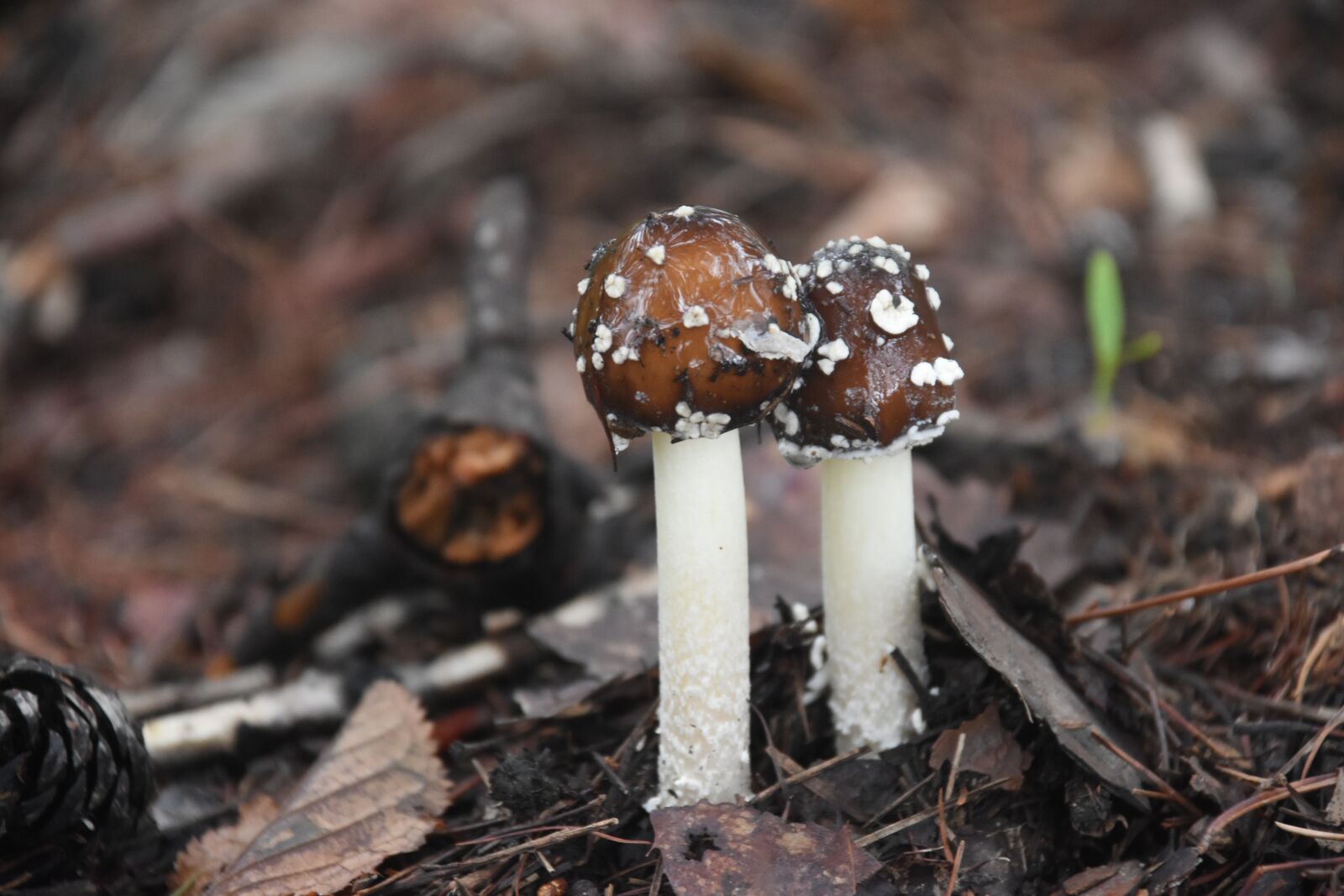 Nikon D7200 sample photo. Mountain, mushroom, nature photography