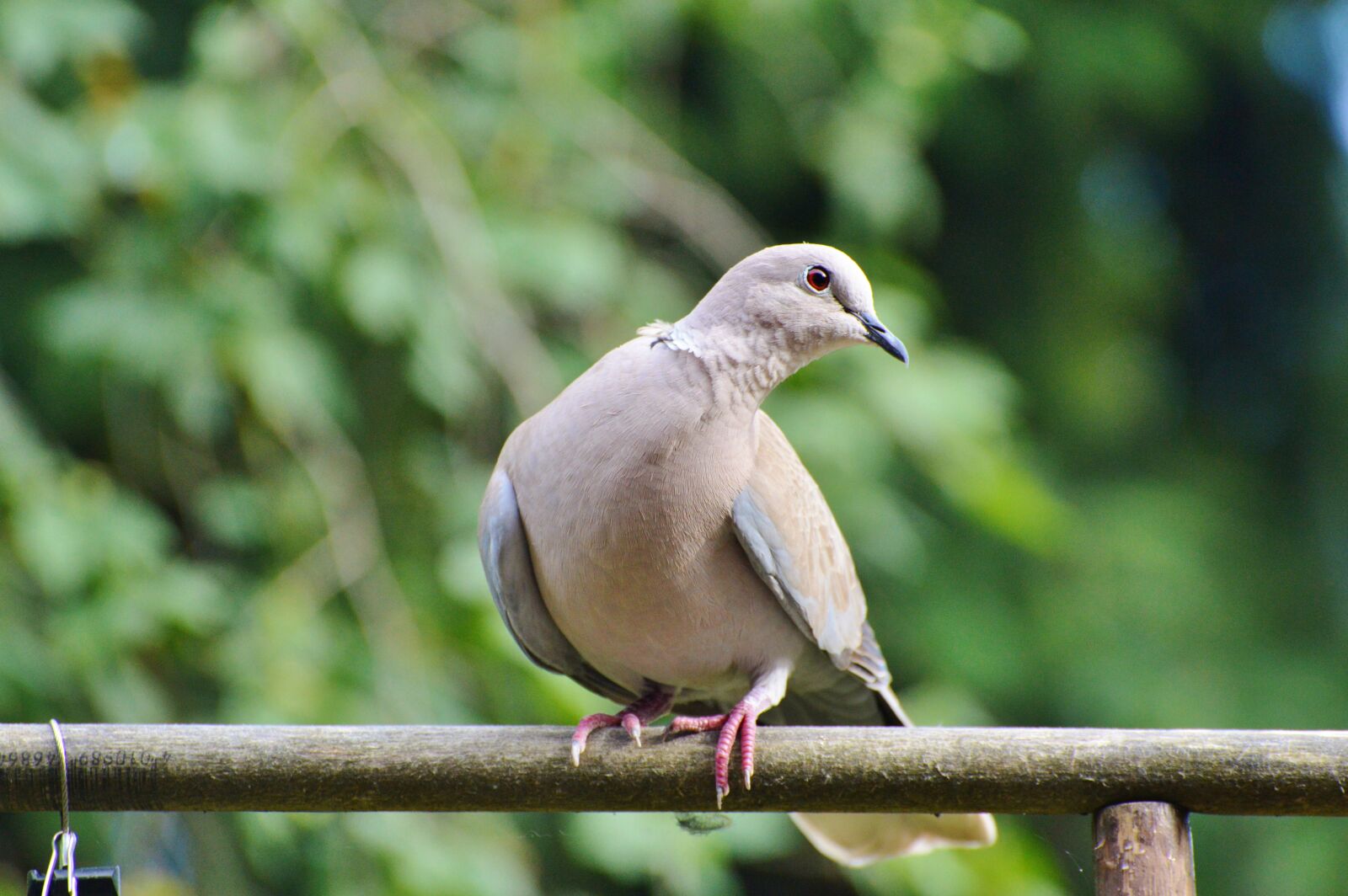 Nikon D3200 sample photo. Dove, bird, street deaf photography