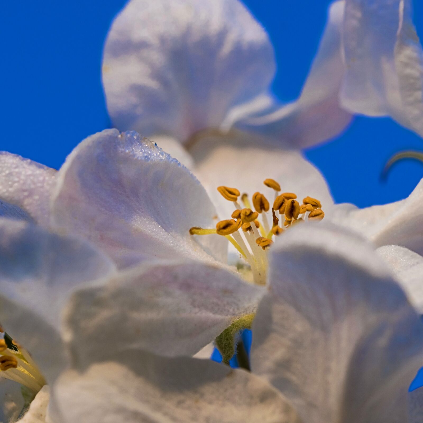Nikon D7200 sample photo. Apple, spring, nature photography