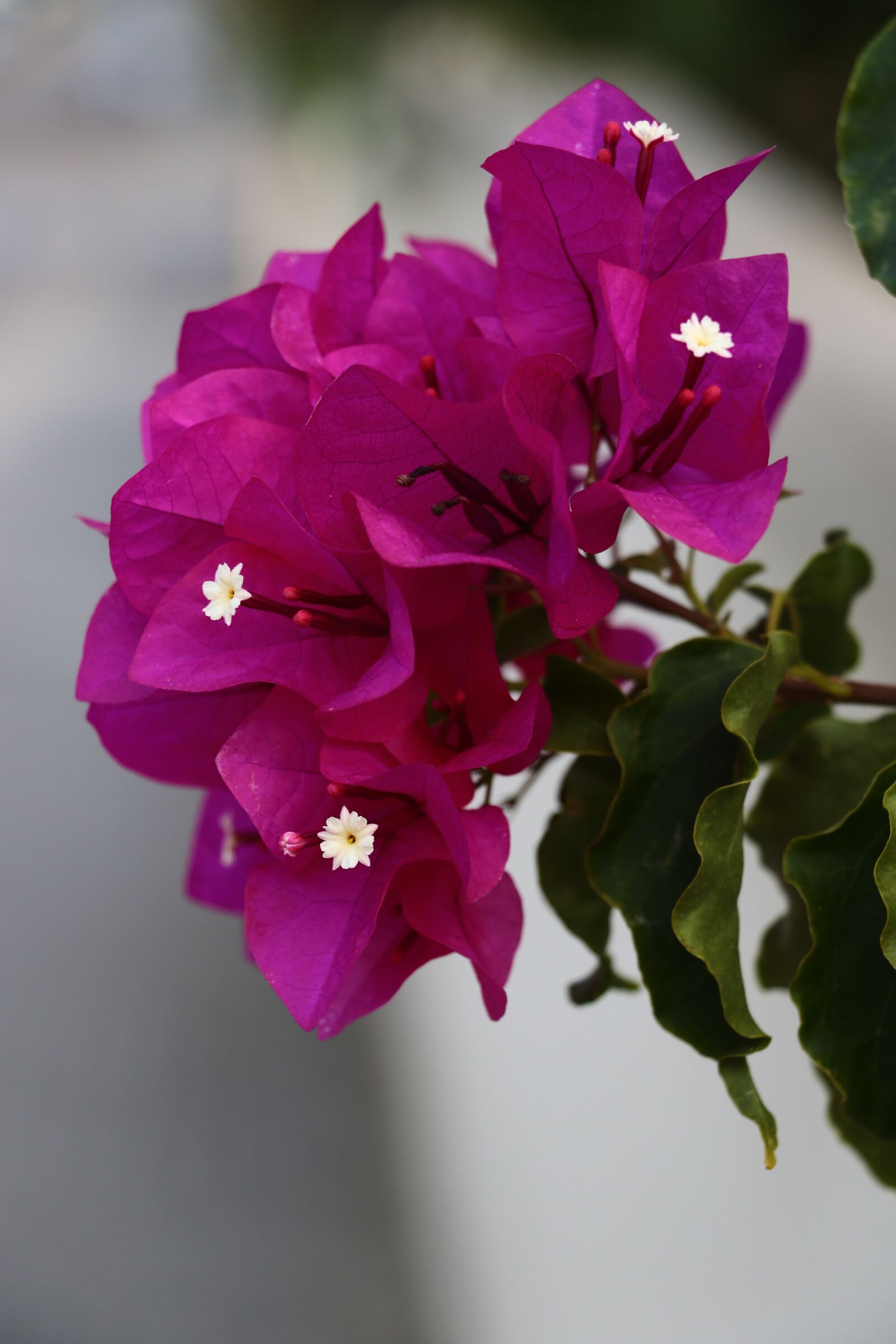 Canon EOS 7D Mark II sample photo. Blossom, bloom, south photography