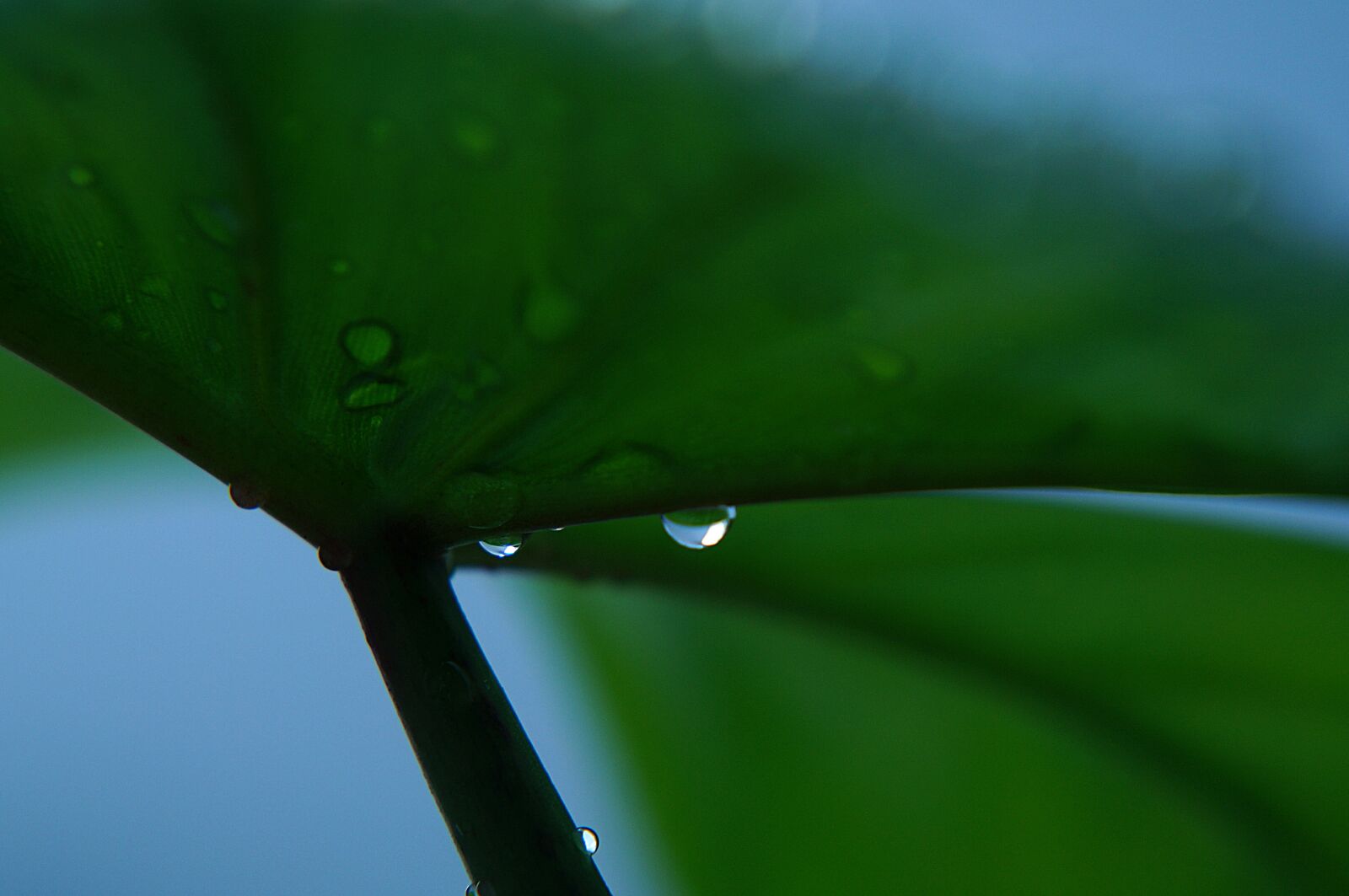Sony Alpha NEX-F3 + Sony E 18-55mm F3.5-5.6 OSS sample photo. Dew drops, early tomorrow photography