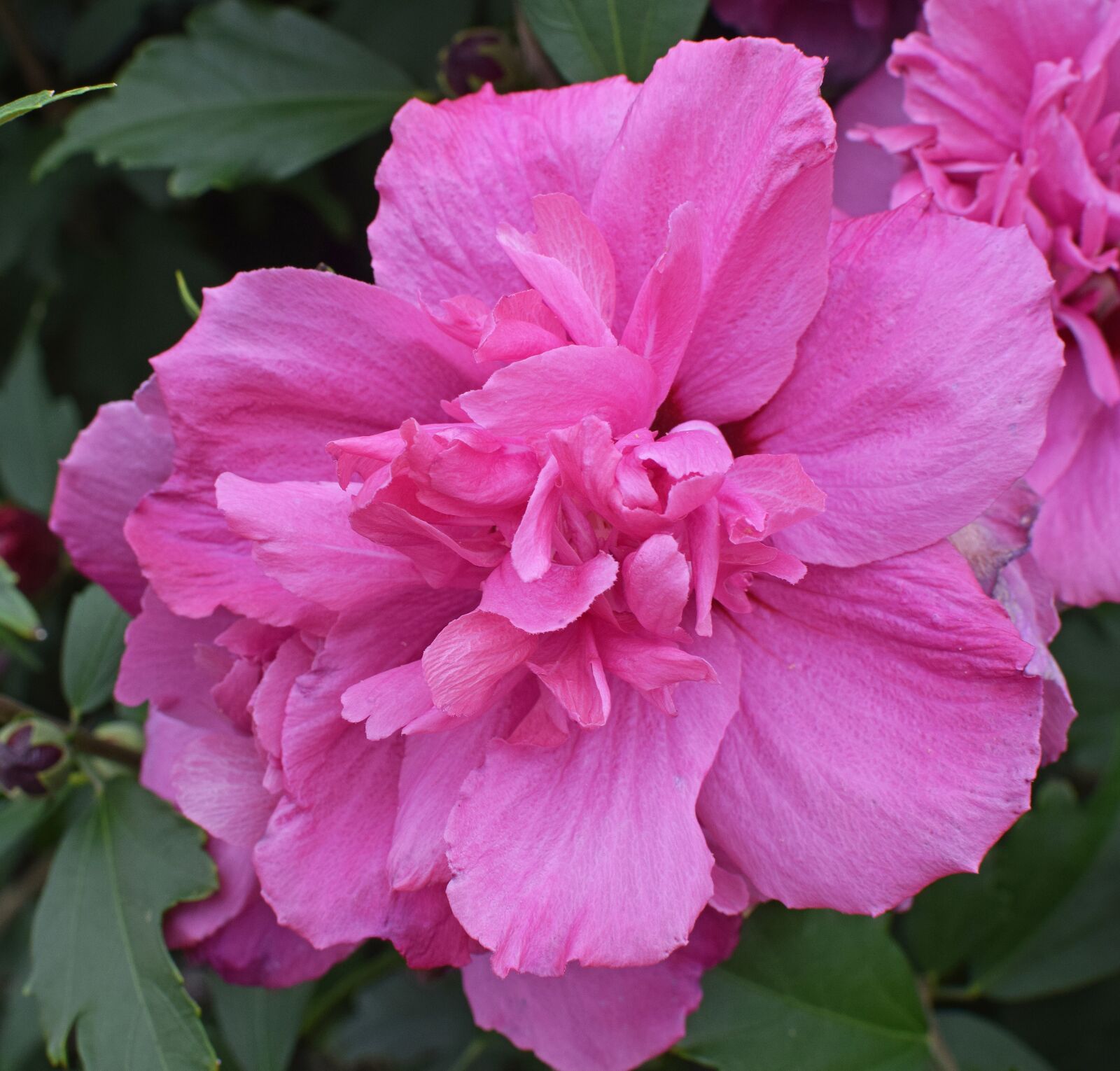 Nikon D3300 sample photo. Double rose of sharon photography