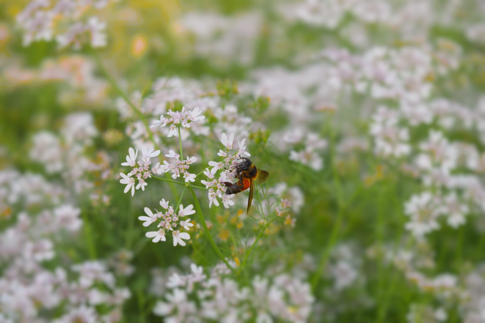 Nikon D5300 sample photo. Flower, green, nature photography