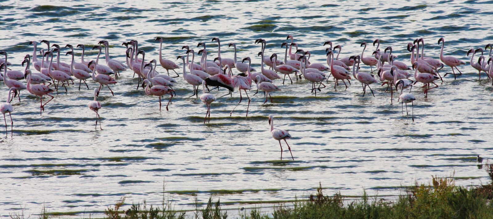 Canon EOS 40D sample photo. Flamingo, pink, bird photography