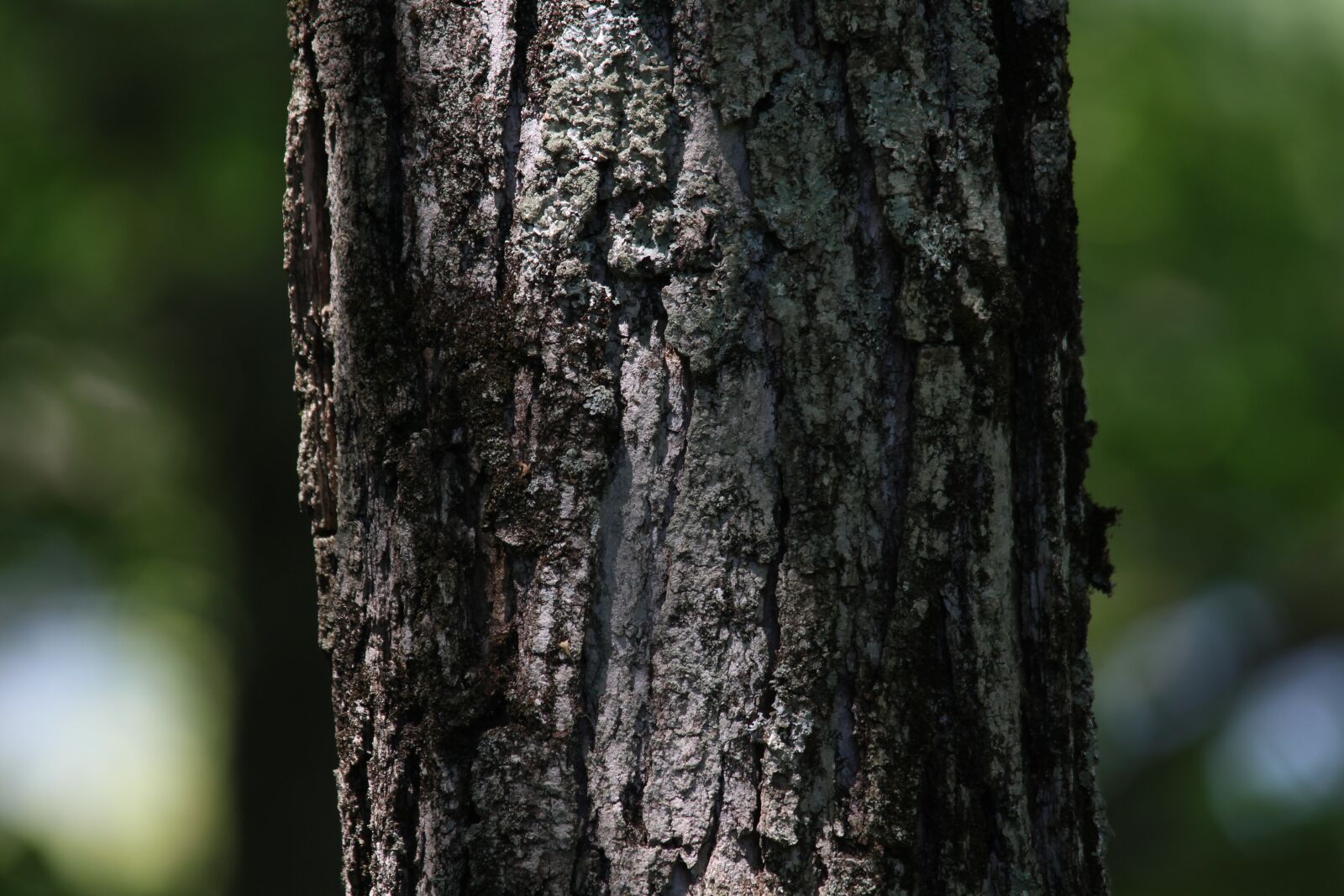 Canon EOS 700D (EOS Rebel T5i / EOS Kiss X7i) sample photo. Nature, tree, tree bark photography