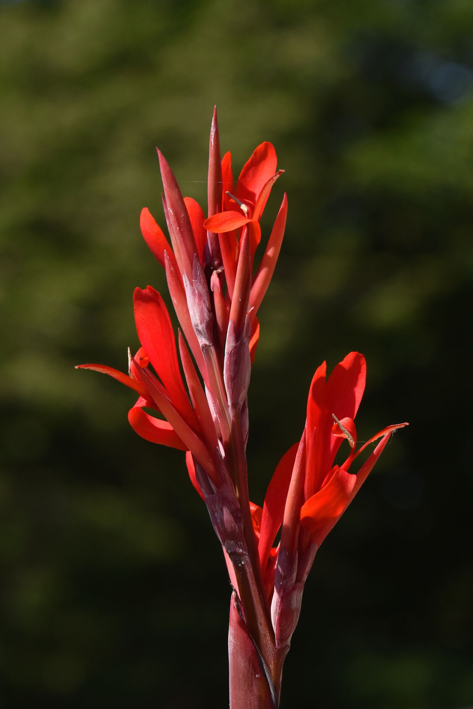Nikon D3500 sample photo. Flowers, plant, red photography