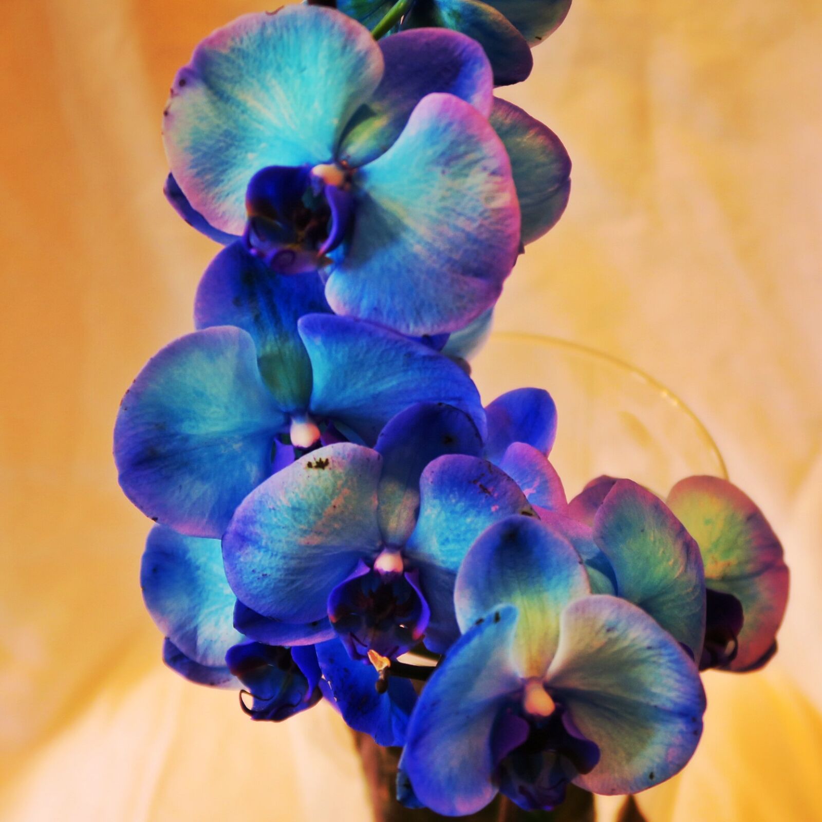 Canon PowerShot G7 X sample photo. Blue, flora, flowers, house photography
