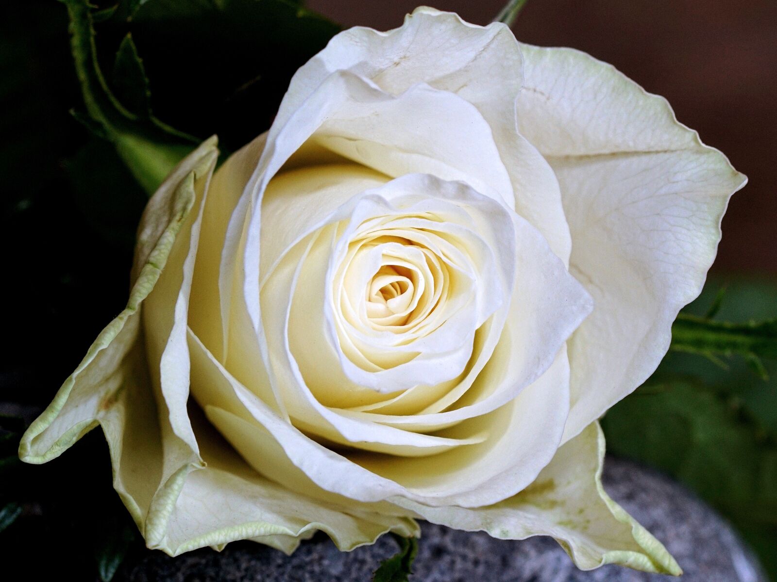 Sony 100mm F2.8 Macro sample photo. Rose, flower, petal photography