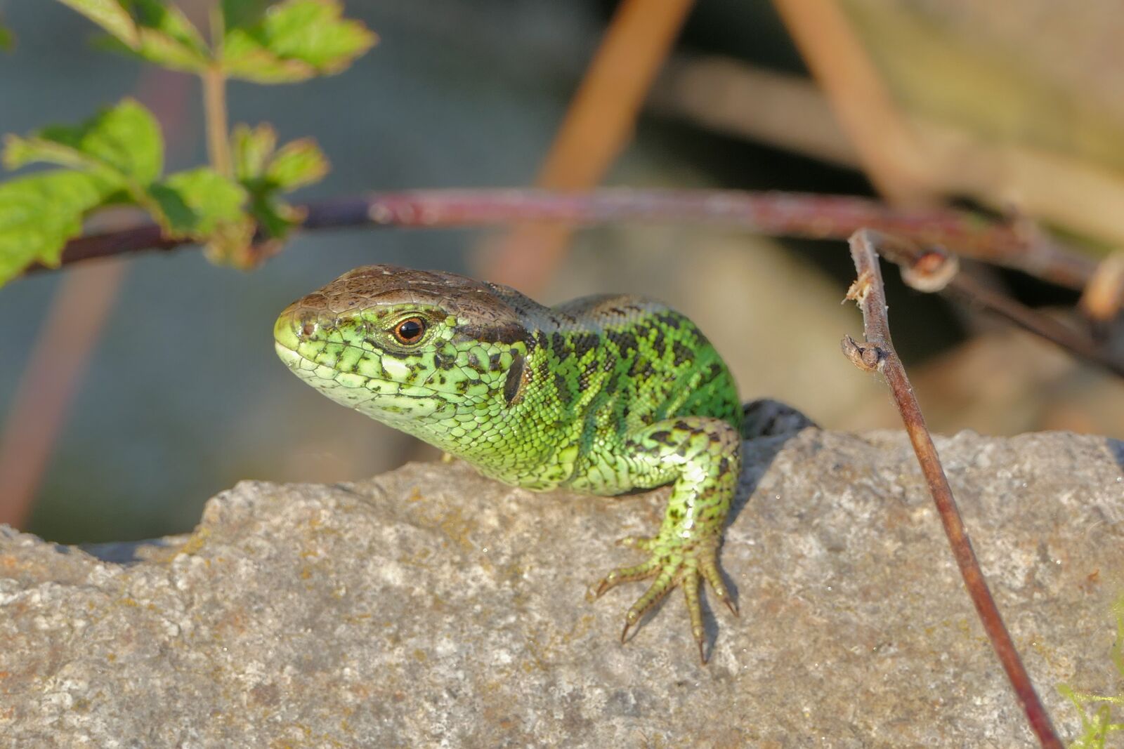 Panasonic Lumix DMC-FZ1000 sample photo. The lizard, reptile, rock photography