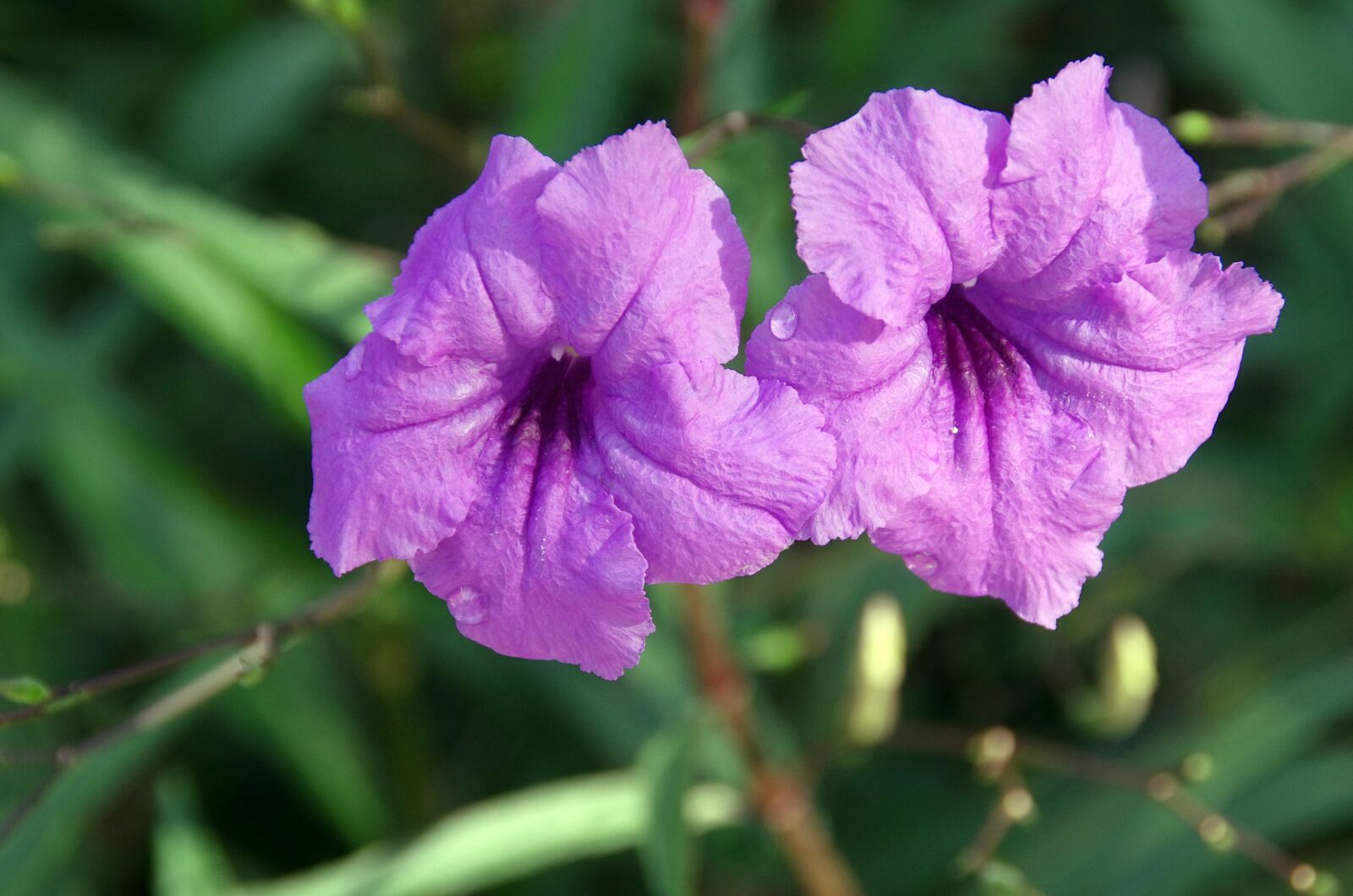 Pentax K-5 sample photo. Petunia, ruellia simplex, mexican photography