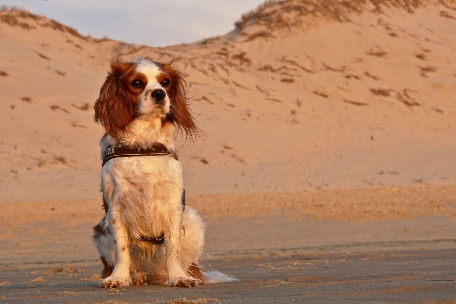 Sony E 18-200mm F3.5-6.3 OSS LE sample photo. Dog, cavalier king charles photography