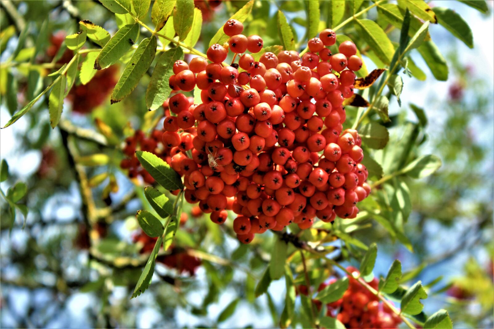 Canon EOS 4000D (EOS Rebel T100 / EOS 3000D) sample photo. Red, fruit, vitamins photography
