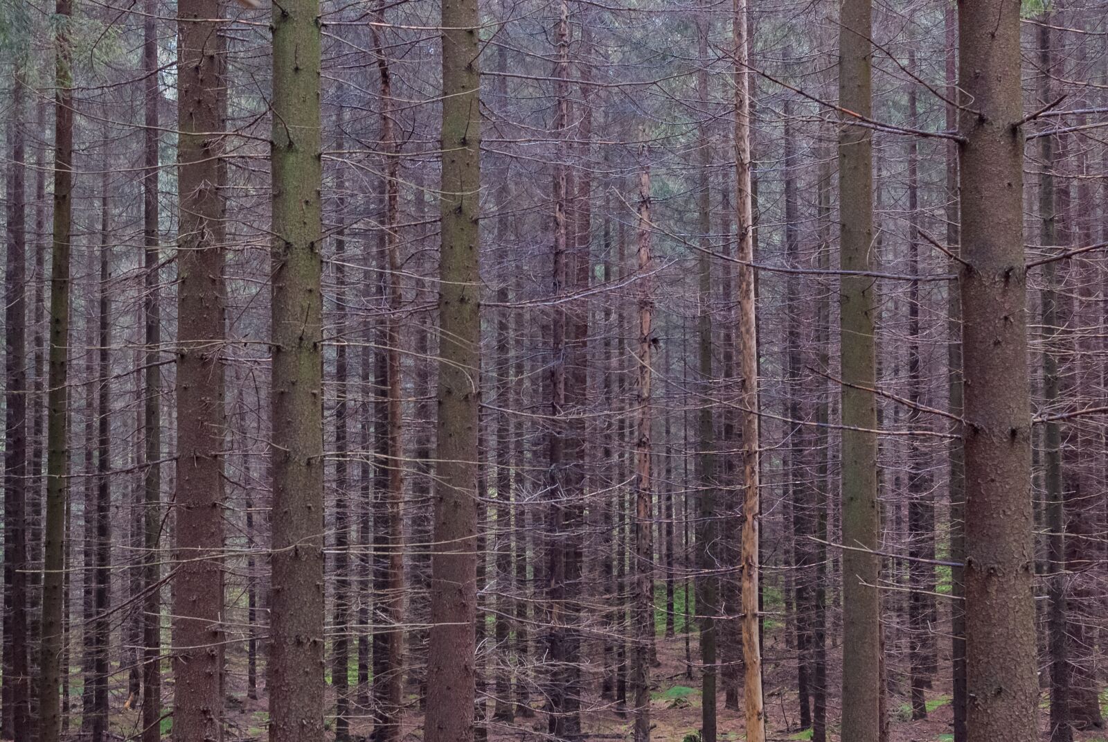 Nikon D200 sample photo. Forest, dense, tree photography