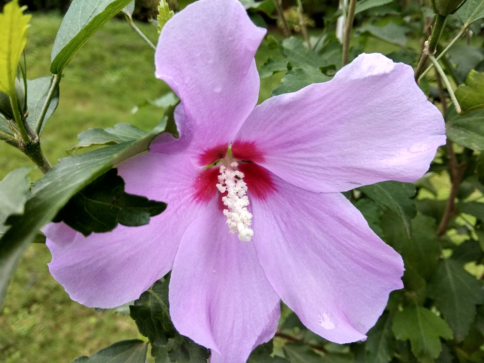 Xiaomi Redmi Note 4 sample photo. Beautiful, flowers photography