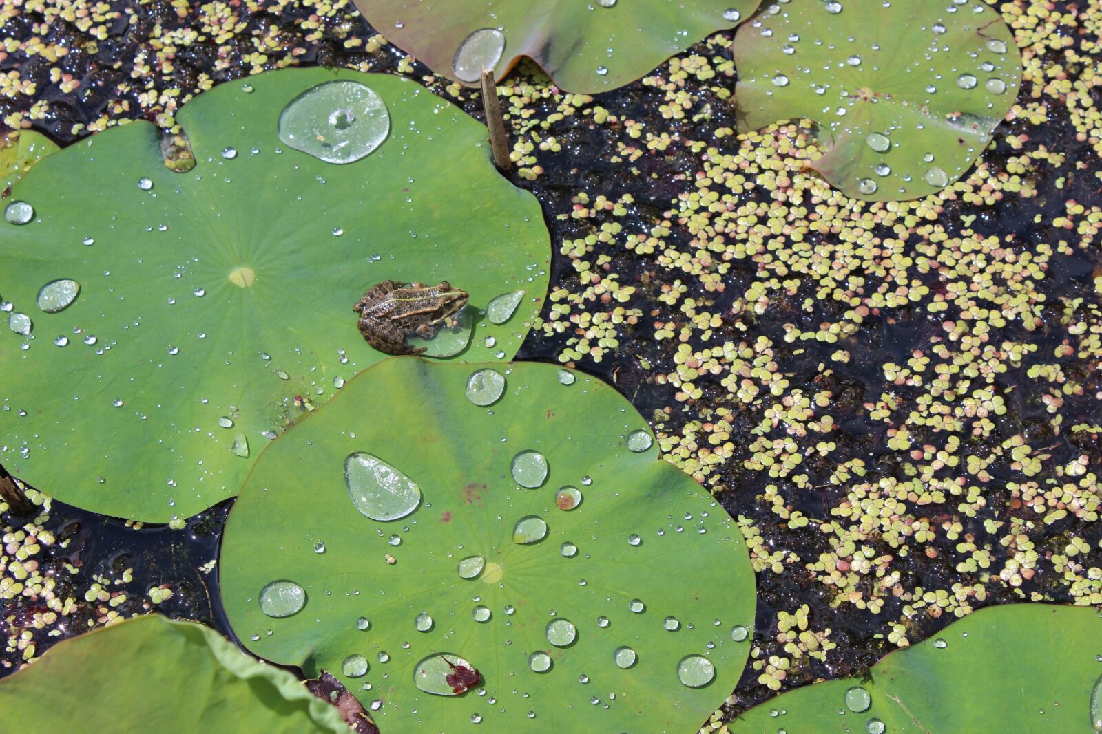 Canon EOS 600D (Rebel EOS T3i / EOS Kiss X5) sample photo. Frog, water lilies, pond photography