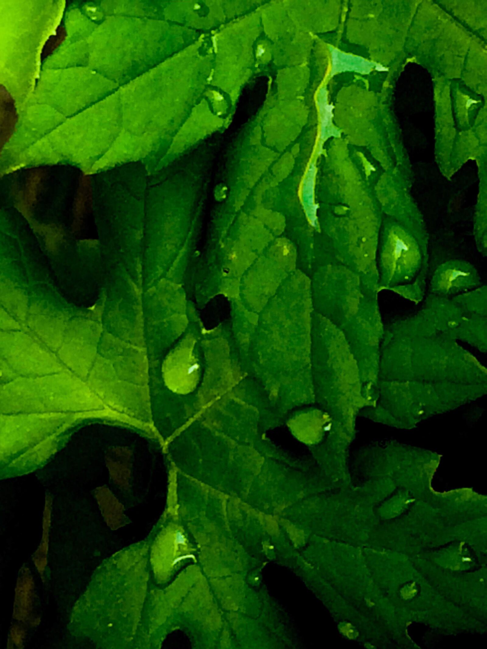 iPhone 5s back camera 4.15mm f/2.2 sample photo. Dew, water, leaf photography