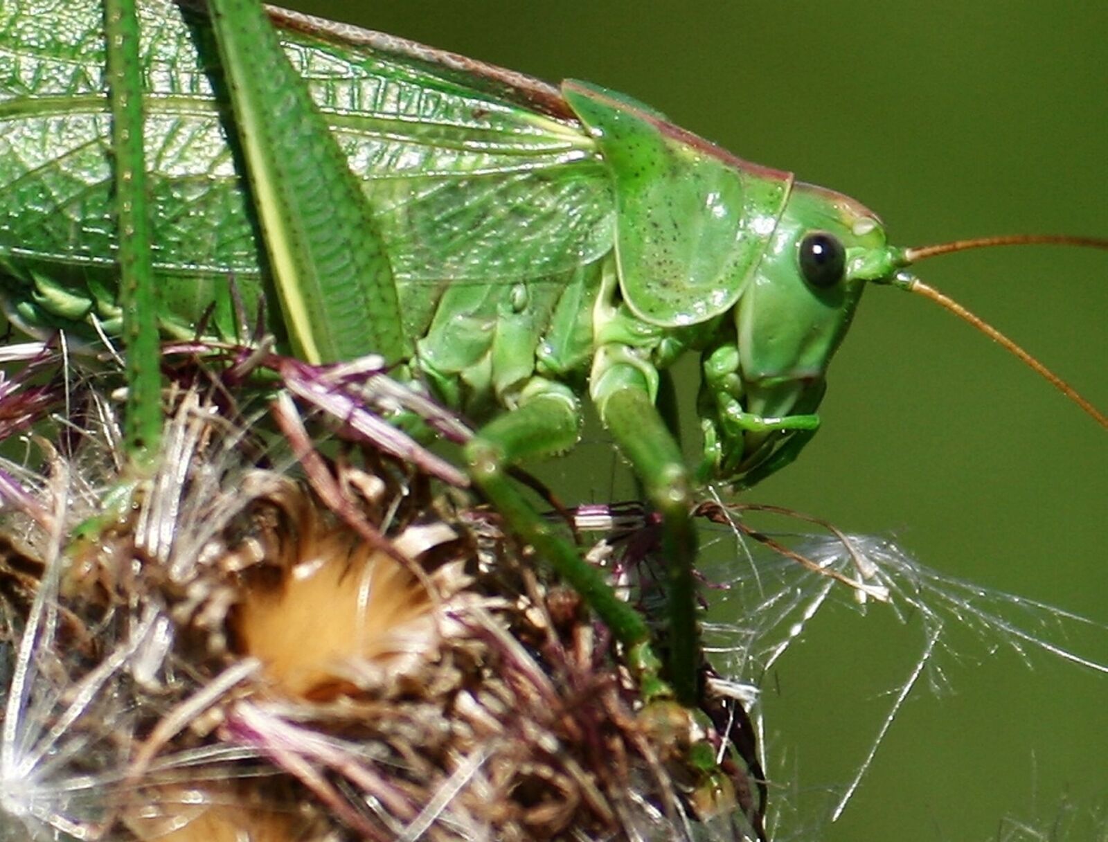 Canon EOS 350D (EOS Digital Rebel XT / EOS Kiss Digital N) sample photo. Grasshopper, nature, meadow photography