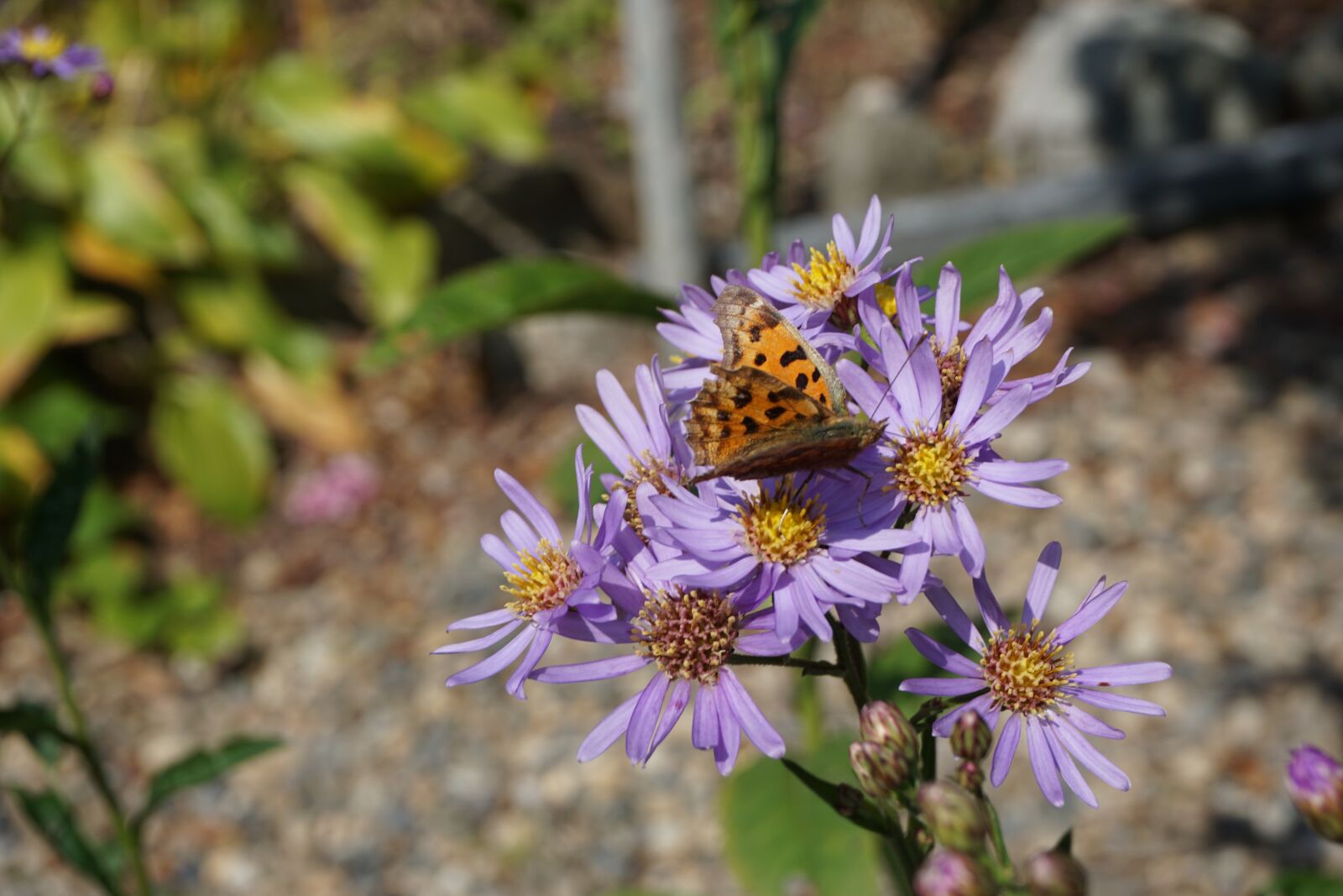 Sony E 16-50mm F3.5-5.6 PZ OSS sample photo. Flowers, butterfly, autumn photography
