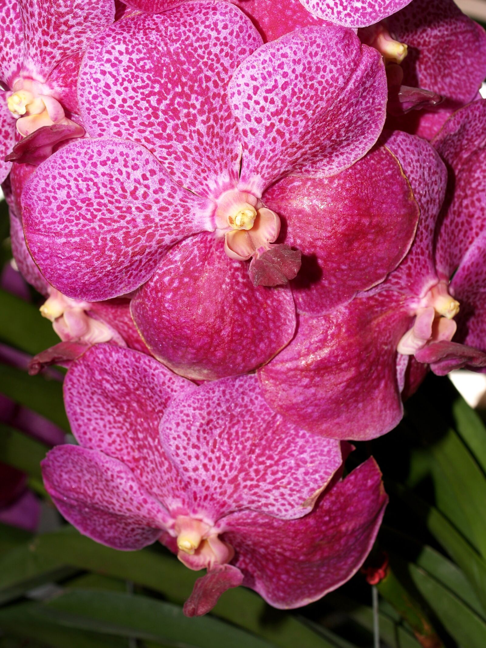 Olympus E-300 (EVOLT E-300) sample photo. Orchid, flower, bright photography