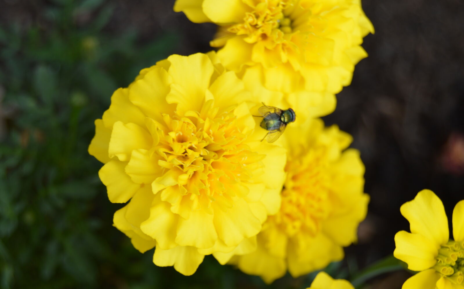 Nikon D3200 sample photo. Flower, flowers, plants, yellow photography