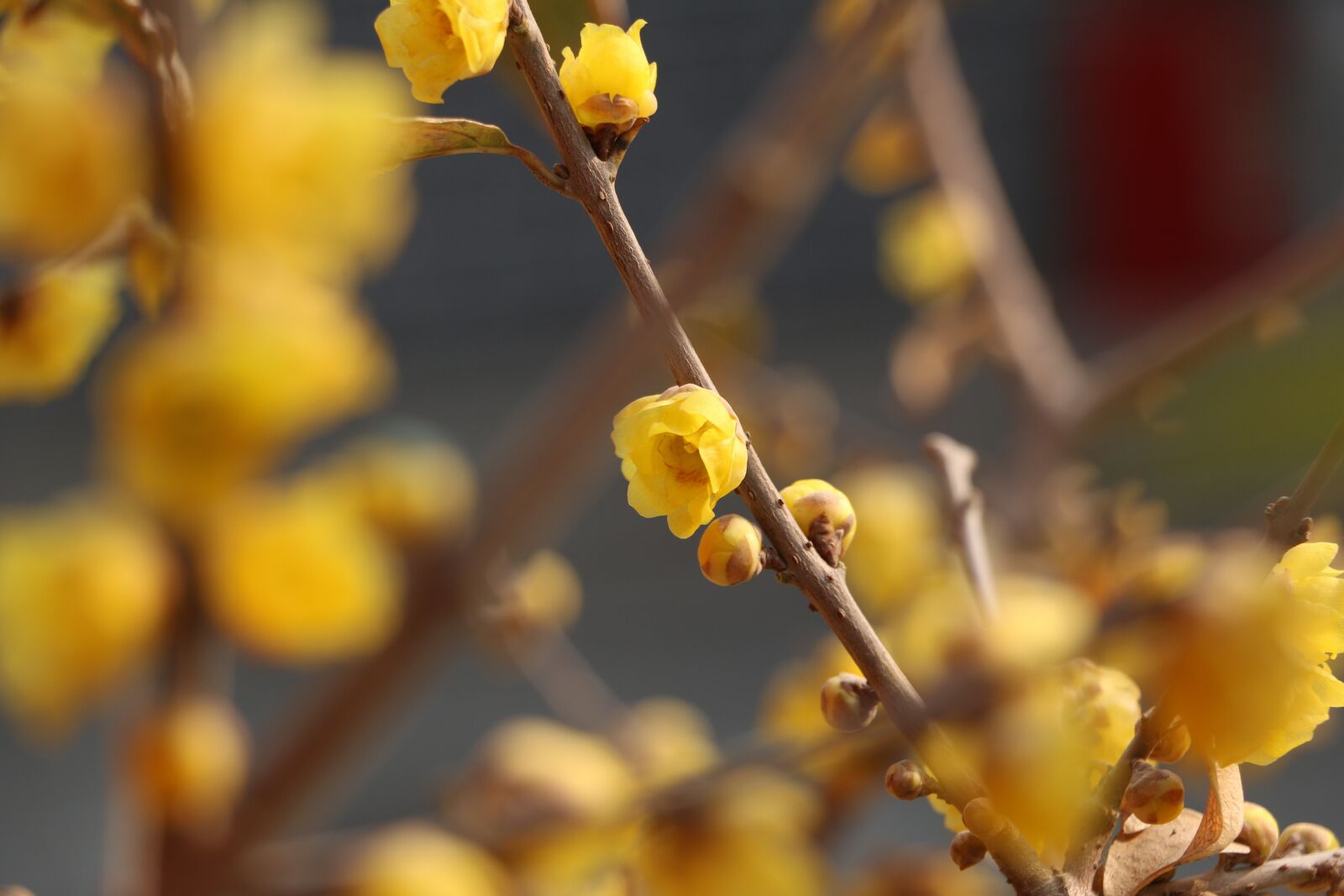 Canon EOS 70D sample photo. Flower, illustration, pieces photography