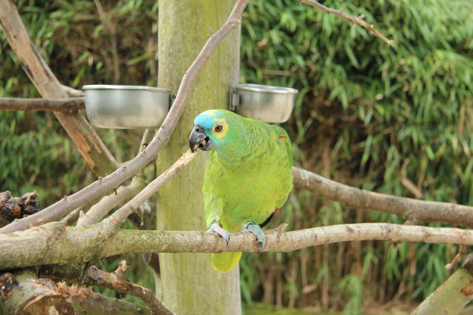 Canon EF-S 17-85mm F4-5.6 IS USM sample photo. Parrot, bird park, detmold photography