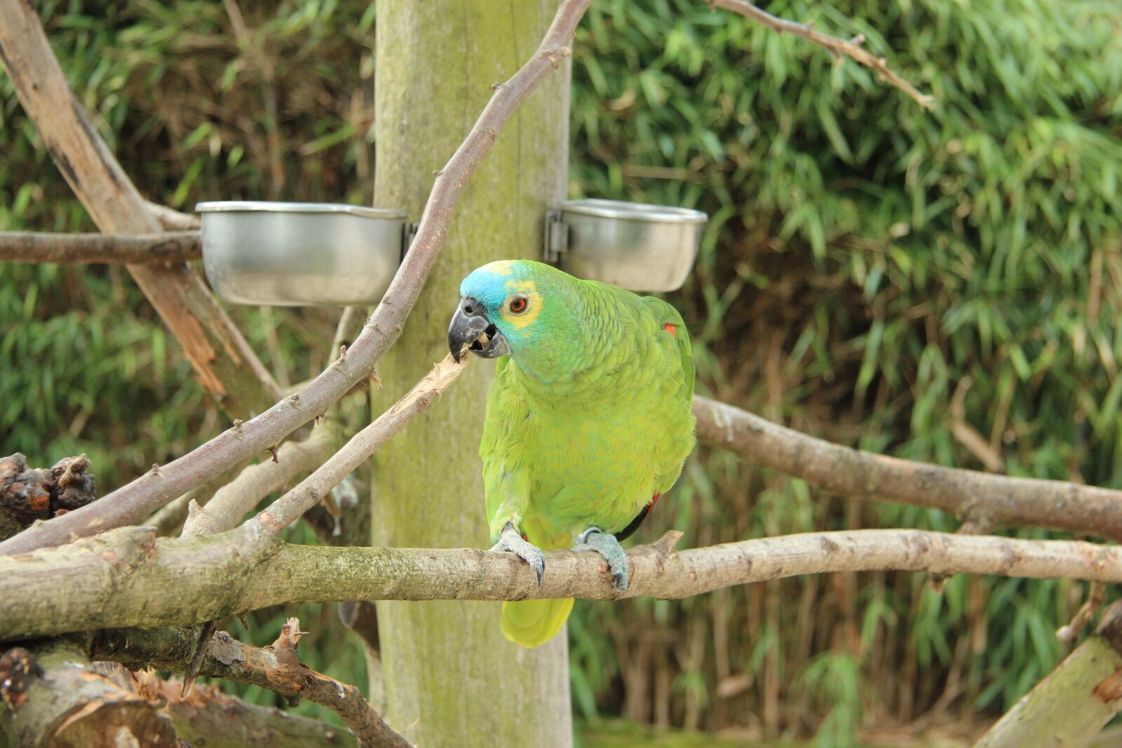 Canon EOS 600D (Rebel EOS T3i / EOS Kiss X5) + Canon EF-S 17-85mm F4-5.6 IS USM sample photo. Parrot, bird park, detmold photography