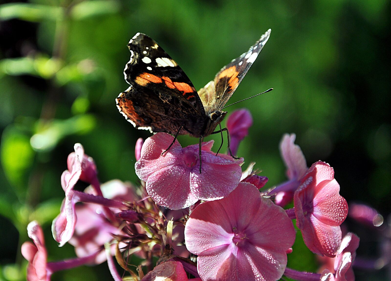 Nikon D90 sample photo. Butterfly, fair admiral, insect photography