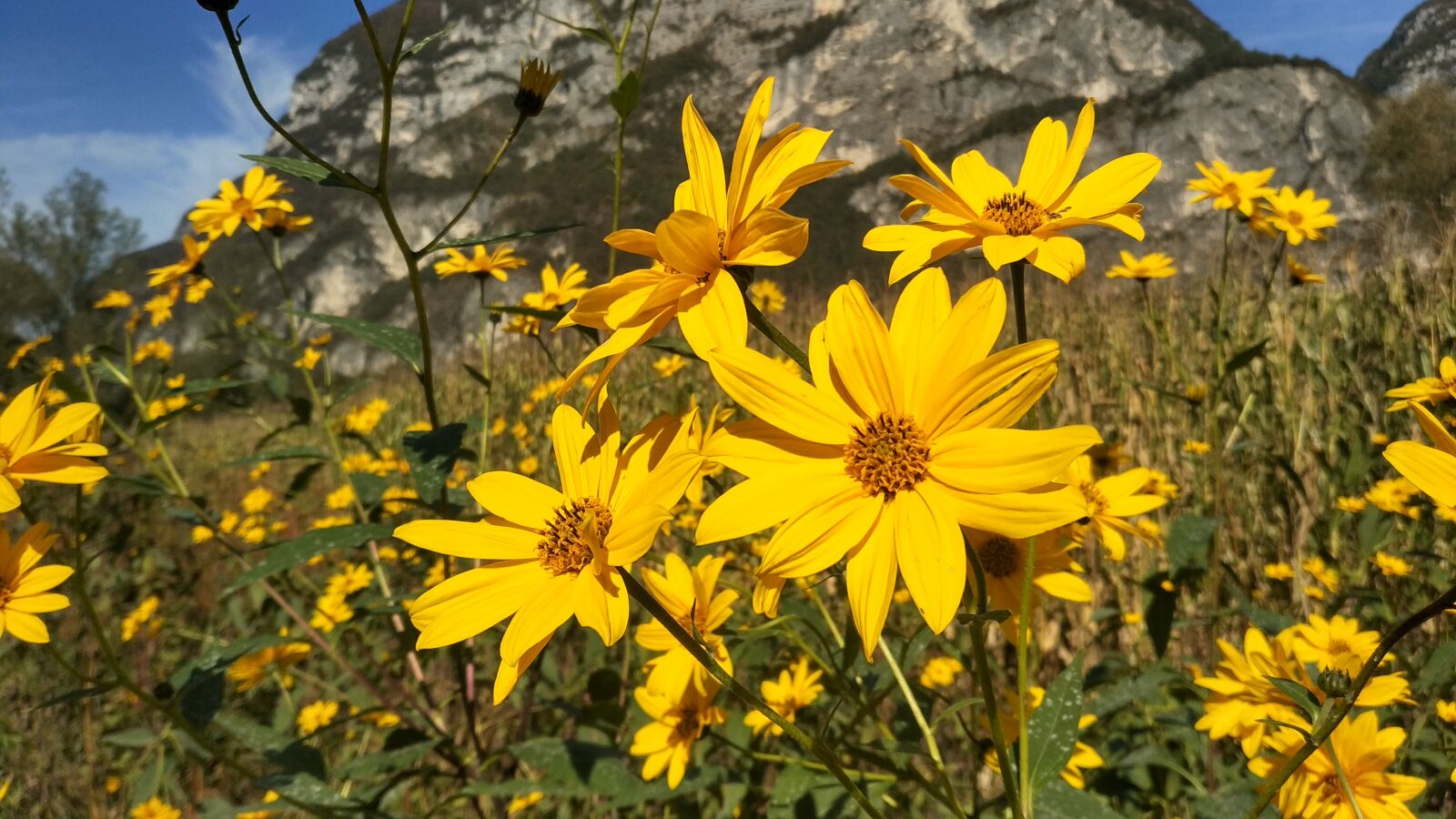 Xiaomi Mi MIX 2 sample photo. Flower, yellow, nature photography